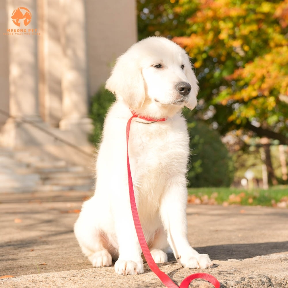 Mekong Pet chuyên mua bán giống chó golden trắng với giá từ phân khúc bình dân dưới 10 triệu cho đến phân khúc cao cấp hàng ngàn đô